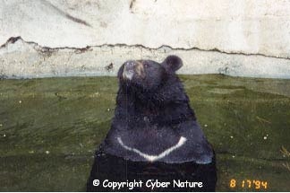 Définition  Ours à collier - Ursus thibetanus - Ours noir d'Asie - Ours de  la Lune
